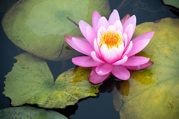 Pink Lotus